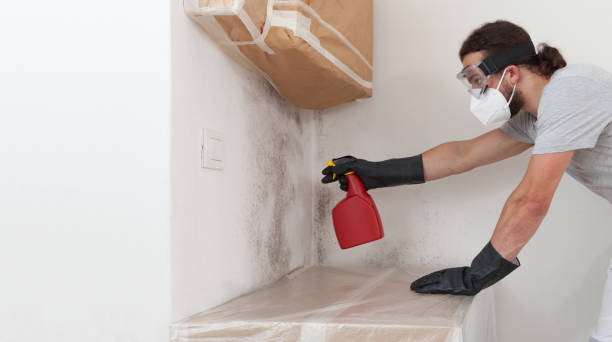 Professional Mold Cleanup technician working in Babylon, NY