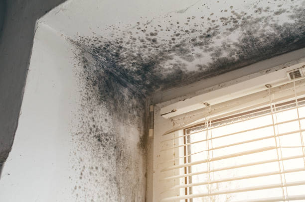 Affordable Mold Cleanup solutions in Babylon, NY